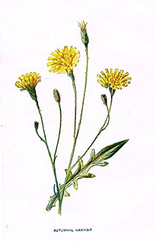 Hulme's Familiar Wild Flowers - "AUTUMNAL HAWKBIT" - Lithograph - 1902