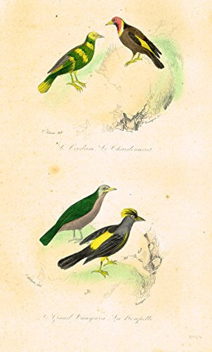 Buffon's Book of Birds - "LE GRANDE CANGARA" - Hand-Colored Engraving - 1841