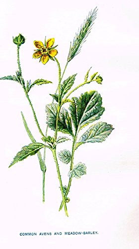 Hulme's Familiar Wild Flowers - "COMMON AVENS & MEADOW-BARLEY" - Lithograph - 1902