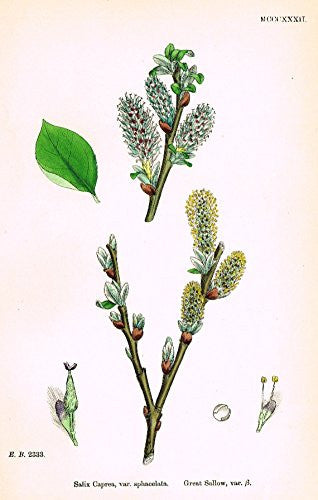 Sowerby's English Botany - "GREAT SALLOW VAR B" - Hand-Colored Litho - 1873