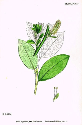 Sowerby's English Botany - "DARK-LEAVED SALLOW VAR. U" - Hand-Colored Litho - 1873