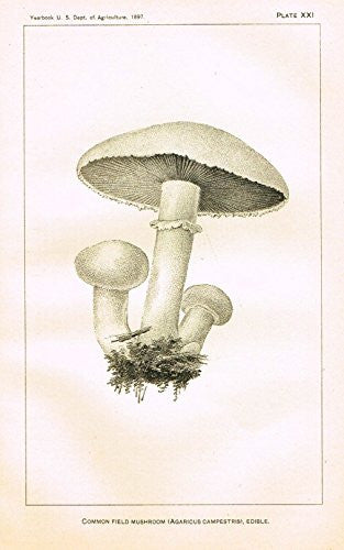 U.S.D.A. Yearbook Mushrooms - "COMMON FIELD MUSHROOM - EDIBILE" - Lithograph - 1897