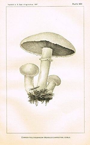 U.S.D.A. Yearbook Mushrooms - "COMMON FIELD MUSHROOM - EDIBILE" - Lithograph - 1897