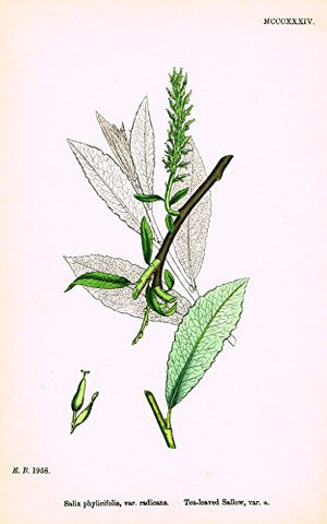 Sowerby's English Botany - "TEA-LEAVED SALLOW" - Hand-Colored Litho - 1873