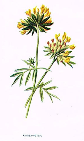 Hulme's Familiar Wild Flowers - "KIDNEY-VETCH" - Lithograph - 1902