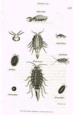 Shaw's General Zoology - INSECTS - "ONISCUS ASELLUS" - Copper Engraving - 1805