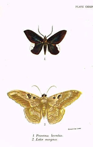 Kirby's Butterfies & Moths - "PEOSINA - Plate CXXXIII" - Chromolithogrpah - 1896
