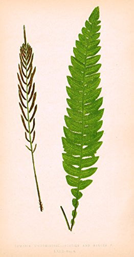 Lowe's Ferns - "LOMARIA L'HERIMIERI" - Chromolithograph - 1856