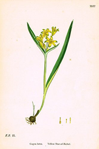 Sowerby's English Botany - "YELLOW STAR OF BETHEL" - Hand-Colored Litho - 1873