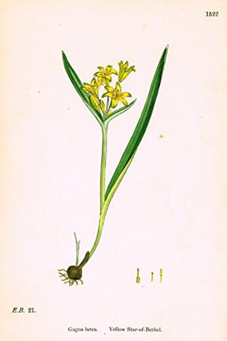 Sowerby's English Botany - "YELLOW STAR OF BETHEL" - Hand-Colored Litho - 1873