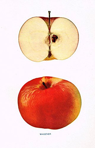 Beach's Apples of New York - "WAGENER" - Lithograph - 1905
