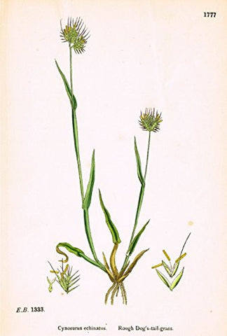 Sowerby's English Botany - "ROUGH DOG'S TAIL GRASS" - Hand-Colored Litho - 1873