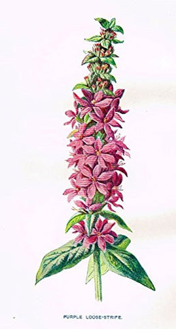 Hulme's Familiar Wild Flowers - "PURPLE LOOSE-STRIFE" - Lithograph - 1902