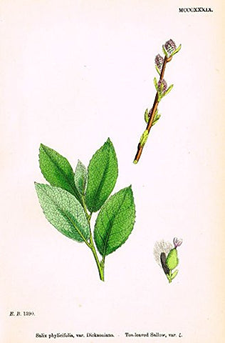 Sowerby's English Botany - "TEA-LEAVED SALLOW 4" - Hand-Colored Litho - 1873