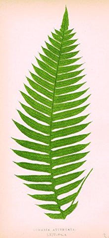 Lowe's Ferns - "LOMARIA ATTENUATA" - Chromolithograph - 1856