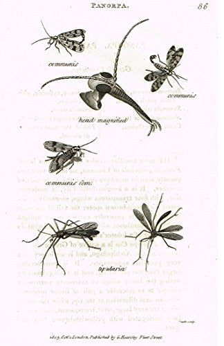 Shaw's General Zoology - INSECTS - "PANORPA TIPULARIA" - Copper Engraving - 1805