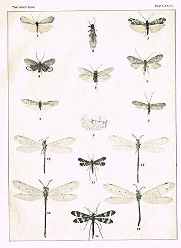 Howard's The Insect Book - NEUROPTEROID INSECTS - PLATE XXIV - Lithograph - 1902
