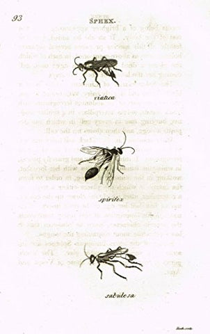 Shaw's General Zoology - INSECTS - "SPHEX - VIATICA" - Copper Engraving - 1805