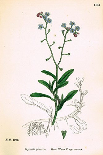 Sowerby's English Botany - "GREAT WATER FORGET-ME-NOT" - Hand-Colored Litho - 1873