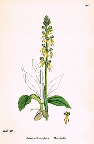 Sowerby's English Botany - "MAN ORCHIS" (ORCHID) - Hand-Colored Litho - 1873