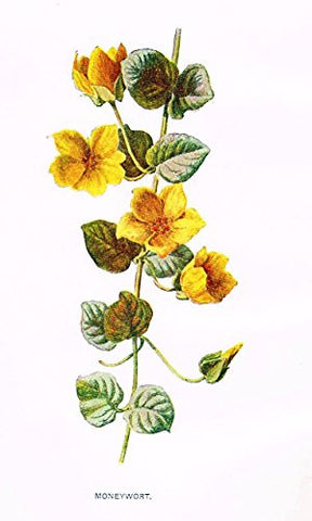Hulme's Familiar Wild Flowers - "MONEYWORT" - Lithograph - 1902
