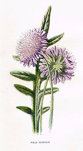 Hulme's Familiar Wild Flowers - "FIELD SCABIOUS" - Lithograph - 1902