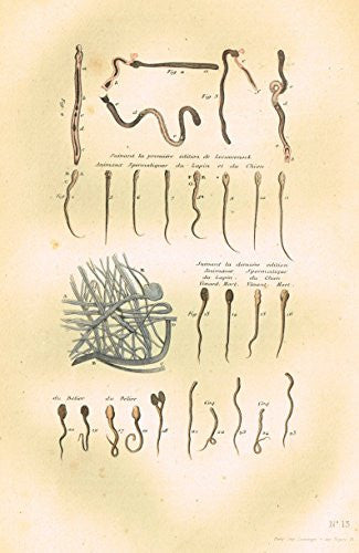 Buffon's - "SPERM OF RABBITS & DOGS" - Hand-Colored Steel Engraving - 1841