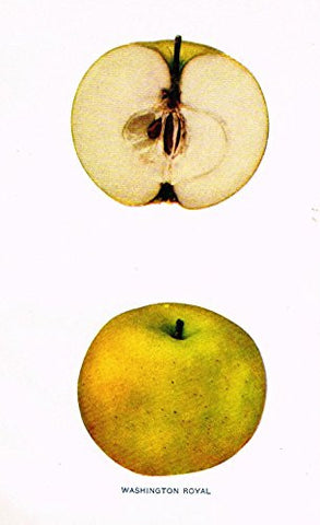 Beach's Apples of New York - "WASHINGTON ROYAL" - Lithograph - 1905