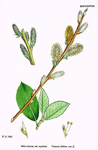 Sowerby's English Botany - "COMMON SALLOW B" - Hand-Colored Litho - 1873