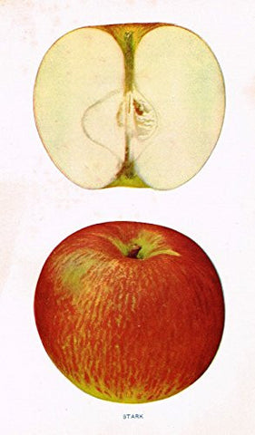 Beach's Apples of New York - "STARK" - Lithograph - 1905