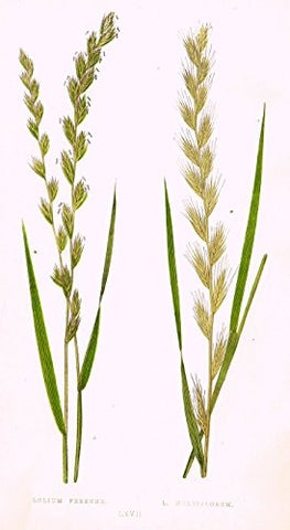WILD GRASSES by Edward Lowe - "LOLIUM PERENNE" - Chromolithograph - 1871