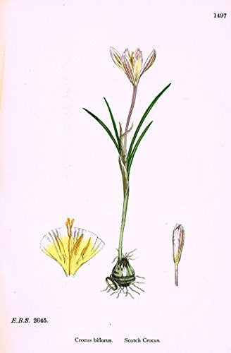 Sowerby's English Botany - "SCOTCH CROCUS" - Hand-Colored Litho - 1873