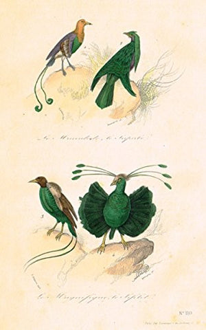 Buffon's Book of Birds - "LOVELY GREEN BIRDS" - Hand-Colored Engraving - 1841