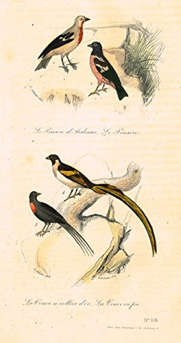 Buffon's Book of Birds - "LE VEIVE A COLLIER D'OR - Hand-Colored Engraving - 1841