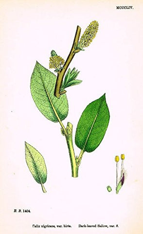 Sowerby's English Botany - "DARK-LEAVED SALLOW VAR. O" - Hand-Colored Litho - 1873