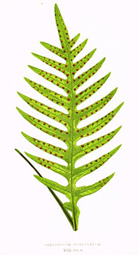 Lowe's Ferns - "POLYPODIUM PUSTULATUM" - Chromolithograph - 1856