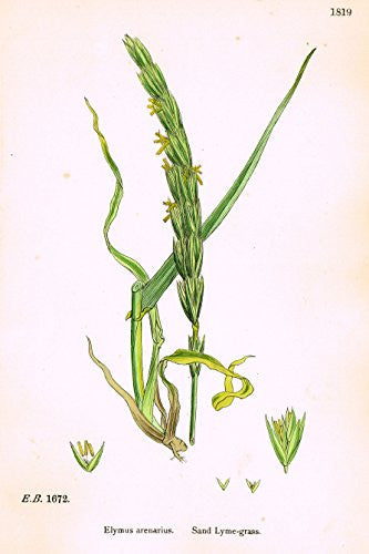 Sowerby's English Botany - "SAND LYME GRASS" - Hand-Colored Litho - 1873