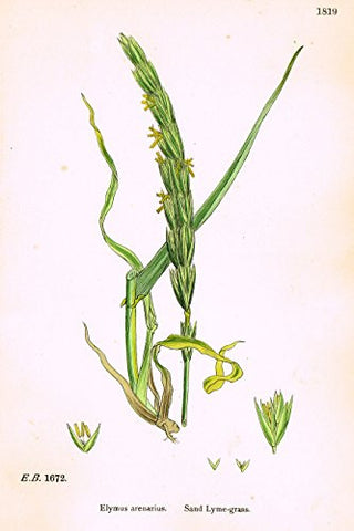 Sowerby's English Botany - "SAND LYME GRASS" - Hand-Colored Litho - 1873