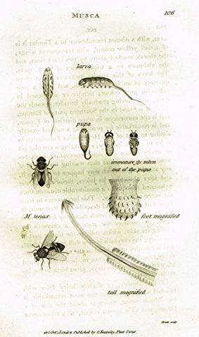 Shaw's General Zoology - INSECTS - "MUSCA TENAX" - Copper Engraving - 1805