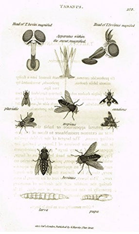 Shaw's General Zoology - INSECTS - "TABANUS TROPICUS" - Copper Engraving - 1805