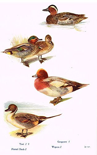Birds - TEAL, PINTAIL DUCK, GARGANEY & WIGEON - Lithograph - c1920