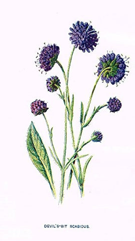 Hulme's Familiar Wild Flowers - "DEVIL'S BIT SCABIOUS" - Lithograph - 1902