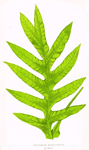 Lowe's Ferns - "POLYPODIUM QUERCIFOLIUM" - Chromolithograph - 1856