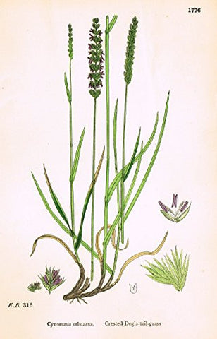 Sowerby's English Botany - "CRESTED DOG'S TAIL GRASS" - Hand-Colored Litho - 1873
