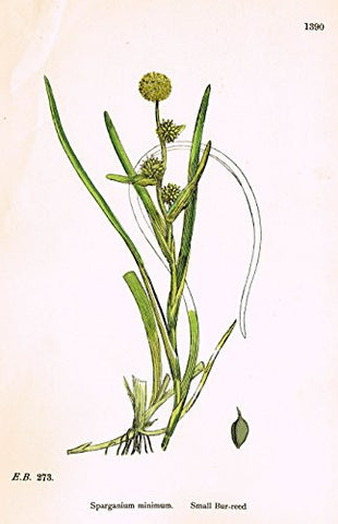 Sowerby's English Botany - "SMALL BUR REED" - Hand-Colored Litho - 1873