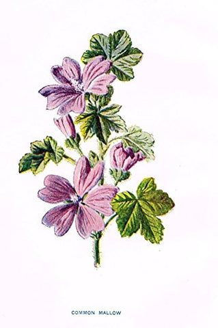 Hulme's Familiar Wild Flowers - "COMMON MALLOW" - Lithograph - 1902