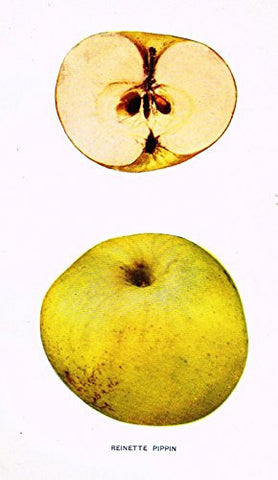 Beach's Apples of New York - "REINETTE PIPPIN" - Lithograph - 1905