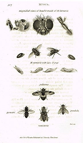 Shaw's General Zoology - INSECTS - "MUSCA PYRASTRI" - Copper Engraving - 1805
