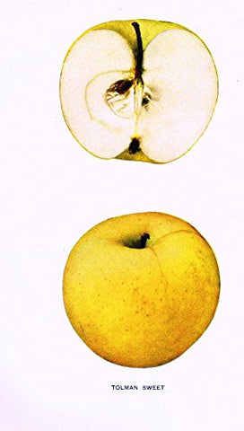 Beach's Apples of New York - "TOLMAN SWEET" - Lithograph - 1905