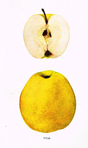 Beach's Apples of New York - "TITUS" - Lithograph - 1905